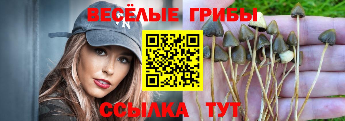 Псилоцибиновые грибы GOLDEN TEACHER  Галлюциногенные грибы мухоморы  Избербаш  Вход с VPN 